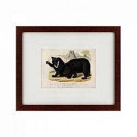 картина: two ursine sloths, or sloth bears, 1830 в Рязани