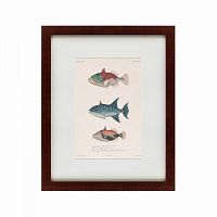 картина: tropical fish, 1830 в Рязани
