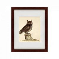картина: the little owl, 1731 в Рязани