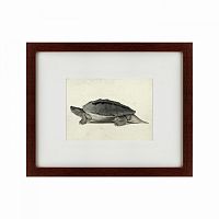 картина: a hand-painted illustration of a burmese roofed turtle, 1873 в Рязани