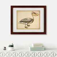 картина: a european pelican, 1635г. в Рязани