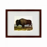 картина: american bison, 1845 в Рязани