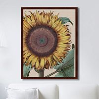 картина: large sunflower (flos solis maior), 1713г. в Рязани