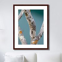 картина: trees on the galapagos islands, ecuador no3 в Рязани