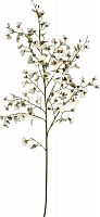 декор oncidium orchid в Рязани