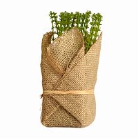 растение декоративное potted herb polini в Рязани