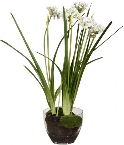 декор allium в Рязани