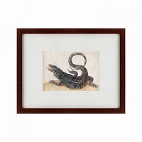 картина: black tegu lizard, 1700 в Рязани