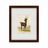 картина: a rusa deer, 1830 в Рязани