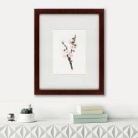 картина: apricot flower (prunus armeniaca), 1832 в Рязани