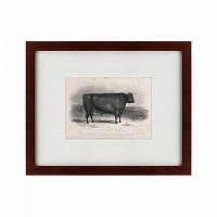 картина: a devon bull, 1849 в Рязани