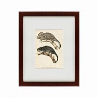 картина: des reptiles, 1705 в Рязани