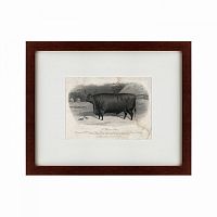 картина: a devon steer, 1869 в Рязани