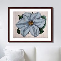 картина: exotic plants of the world №13, 1815г. в Рязани