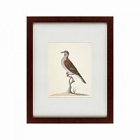 картина: the brown bird в Рязани