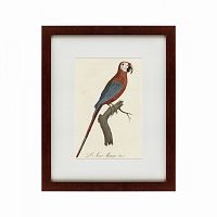 картина: ara macao (scarlet macaw), 1801 в Рязани