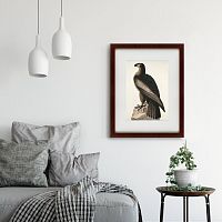 картина: great american sea eagle, 1837 в Рязани