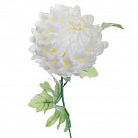 хризантема белая 63 см (24) в Рязани