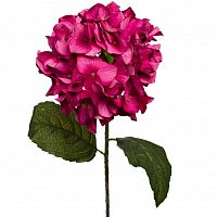 гортензия алая 85 см (12) в Рязани