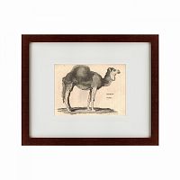 картина: arabian camel, 1809 в Рязани