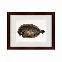 картина: sole fish, 1722 в Рязани