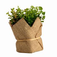 растение декоративное potted herb kolina в Рязани