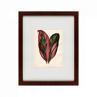 картина: botanical leaf dracaena, 1870 в Рязани