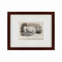 картина: a short horned bull, 1849 в Рязани
