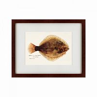 картина: southern pacific fish illustration, 1850 в Рязани