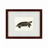 картина: a hand-painted illustration of an arakan forest turtle, 1872 в Рязани