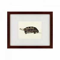 картина: a hand-painted illustration of an elongated tortoise, 1873 в Рязани