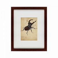 картина: stag beetle, 1505 в Рязани