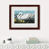 картина: common american swan, 1838 в Рязани