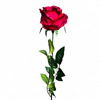 роза бордовая 71 см (24) в Рязани