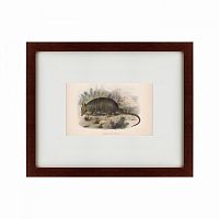 картина: armadillo, 1860 в Рязани