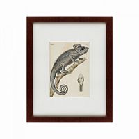 картина: chameleon, 1706 в Рязани