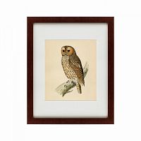 картина: brown owl, 1760 в Рязани