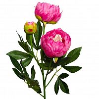 пион розовый 64 см (24) в Рязани