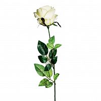 роза белая 71 см (24) в Рязани