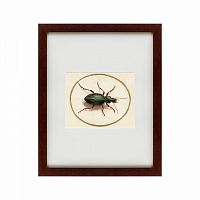 картина: beetle, 1700 в Рязани