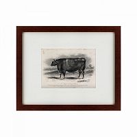 картина: a short horned steer, 1849 в Рязани