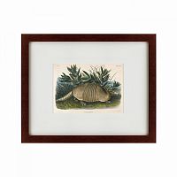 картина: armadillo (dasypus peba), 1848 в Рязани