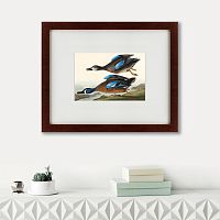 картина: blue-winged teal, 1836 в Рязани