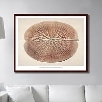картина: leaf of a gigantic water lily, 1870г. в Рязани